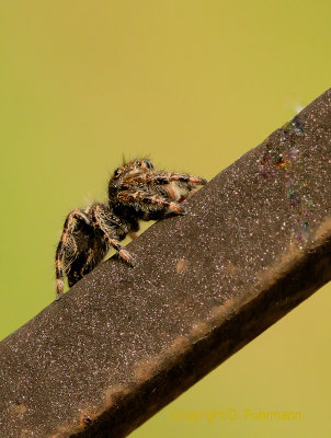Jumping Spider .. Not for the squemish ...