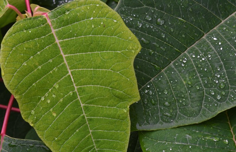 Poinsettia3
