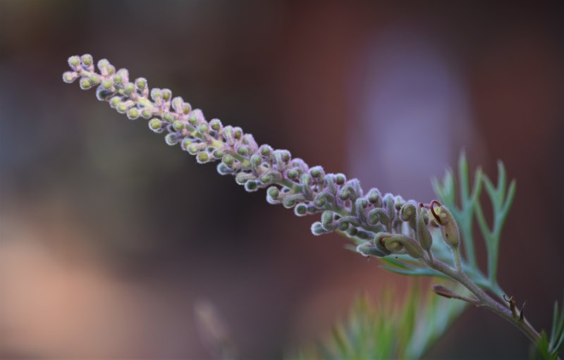 Grevillia Superb 