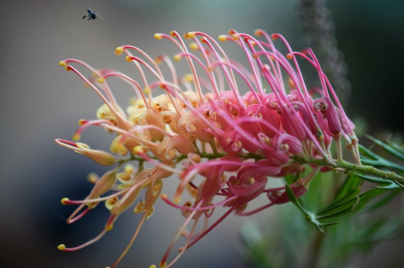 Grevillea Superb