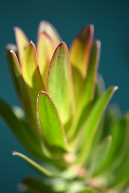 Protea foliage colours