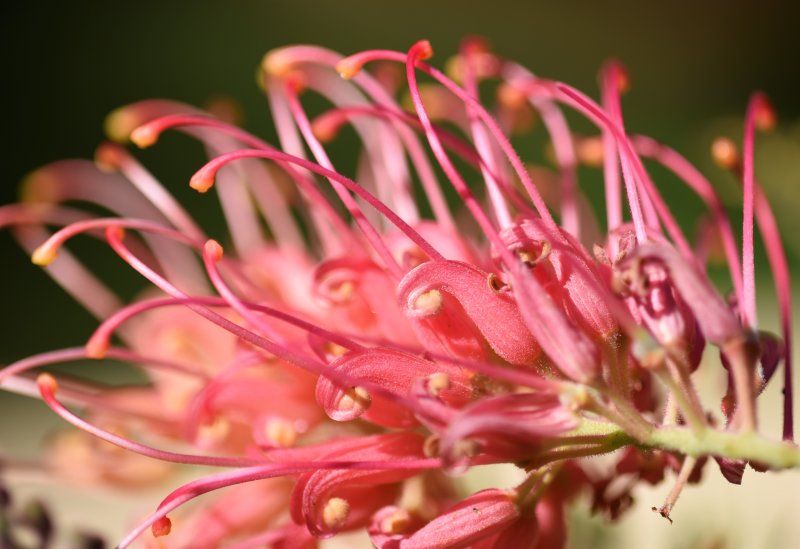 Grevillea Superb