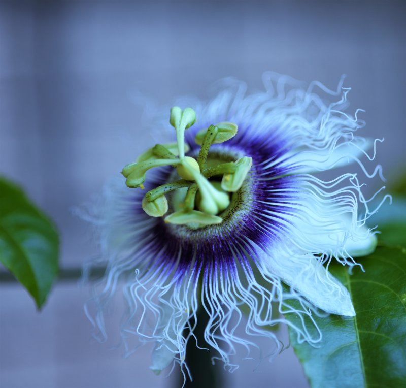 Flower of Passion...fruit