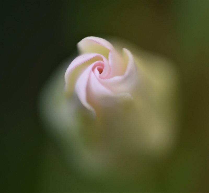 Mandevilla