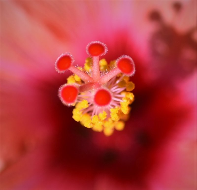 Morning Sun Hibiscus