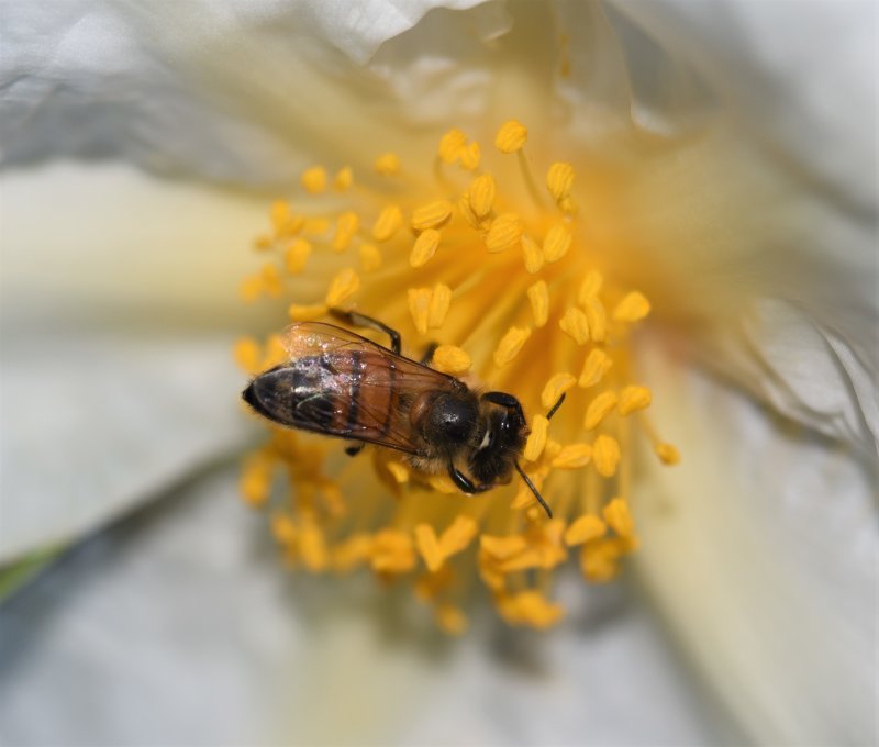 Bee in a Fried Egg Flower