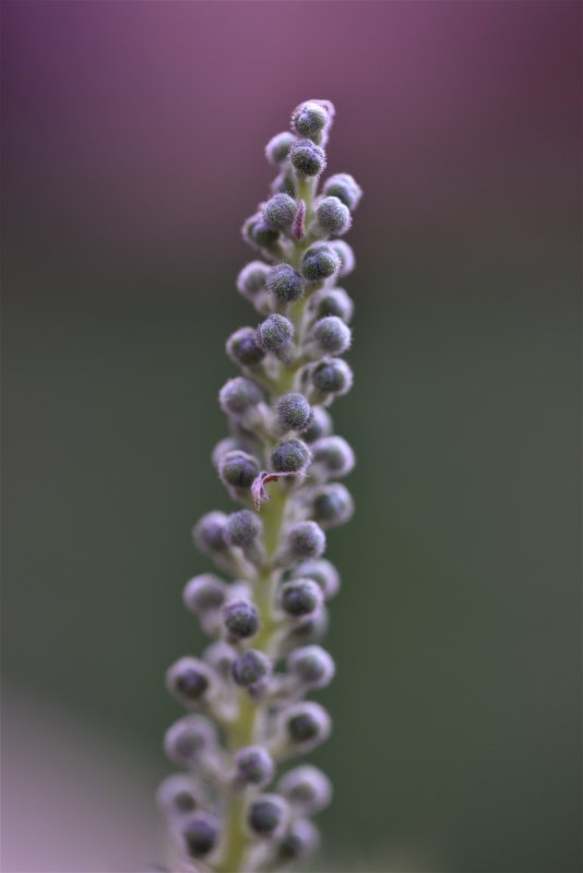Grevillea Ned Kelly