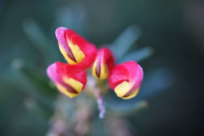 Grevillea Firecracker