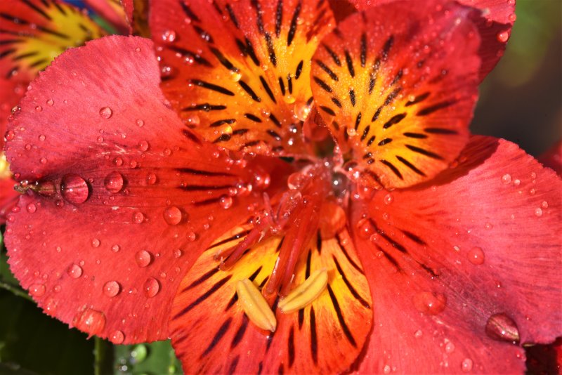 Letizia after rain