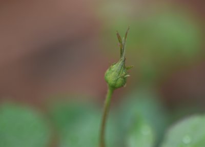Young Bud 2