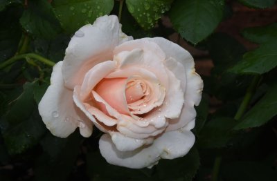  Rosebud to Rose