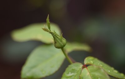 Young Bud