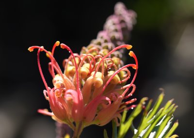 Grevillia Superb 