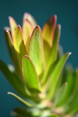 Protea foliage colours