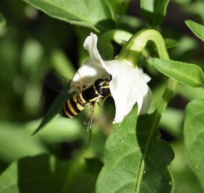 Hover Fly in Chilli plant flower