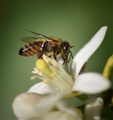 Honey Bee in Tahitian Lime Flower