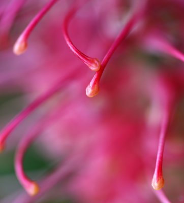 Grevillea Superb