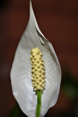Lily