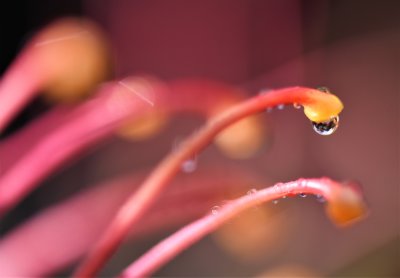 Grevillea Superb 