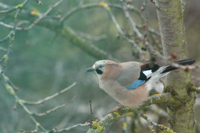 birds in the cherrytree