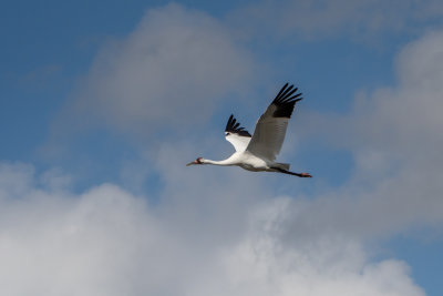 Whooping Crane