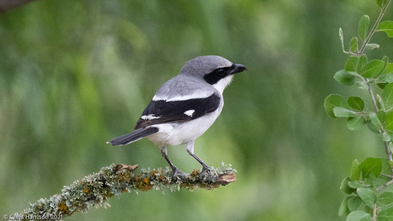 Loggerhead Shrike