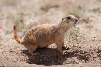 Black-tailed Prairie DogCynomys ludovicianus