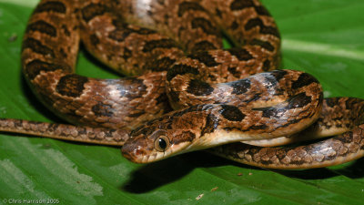 Leptodeira rhombiferaNorthern Banded Cat-eyed Snake