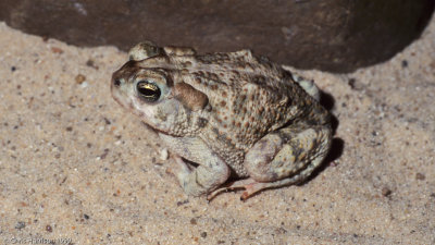 Anaxyrus woodhousii australisSouthwestern Woodhouse's Toad