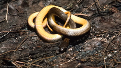Rhadinaea kanalchutchan