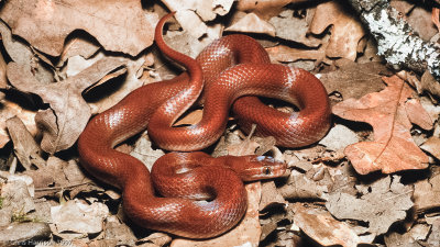Cape House SnakeBoaedon capensis