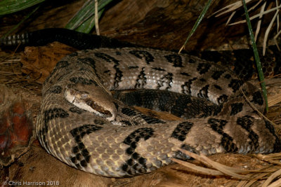 <i>Crotalus horridus</i><br><b>Timber Rattlesnake</b>