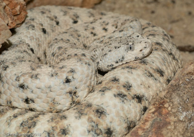 Crotalus pyrrhusSouthwestern Speckled Rattlesnake