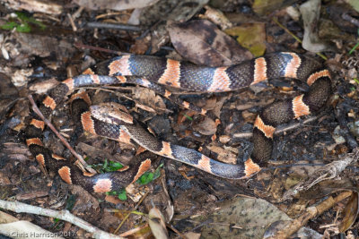 Leptodeira frenataYucatecan Cat-eyed Snake