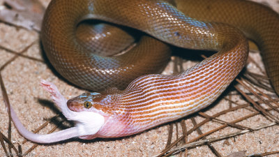 Cape House SnakeBoaedon capensis