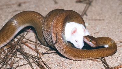 Cape House SnakeBoaedon capensis