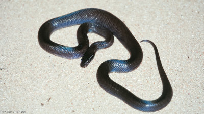 Cape House SnakeBoaedon capensis