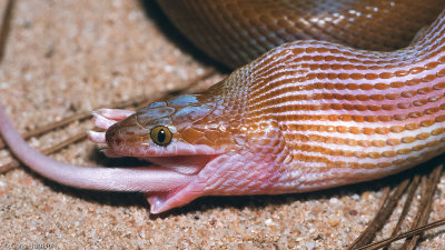 Cape House SnakeBoaedon capensis