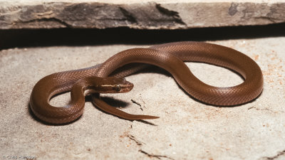 House Snakes  and relatives