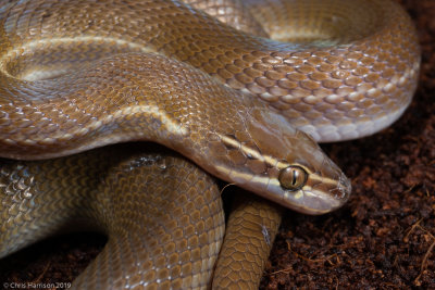 Striped House SnakeBoaedon lineatus