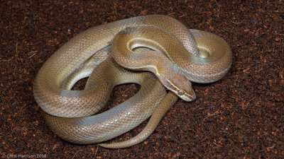 Striped House SnakeBoaedon lineatus