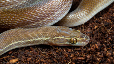 Striped House SnakeBoaedon lineatus
