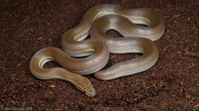 Striped House SnakeBoaedon lineatus