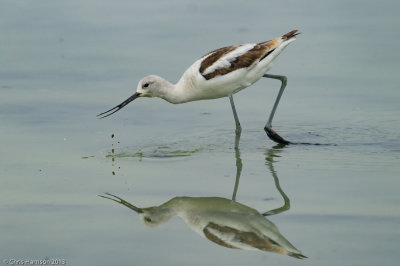 American Avocet