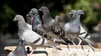 Rock Pigeons
