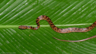 Leptodeira rhombiferaNorthern Banded Cat-eyed Snake