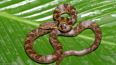 Leptodeira rhombiferaNorthern Banded Cat-eyed Snake
