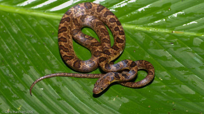 Leptodeira rhombiferaNorthern Banded Cat-eyed Snake