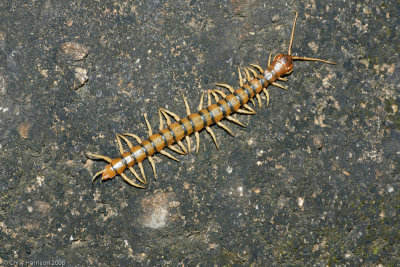 Australian Giant CentipedeEthmostigmus rubripes