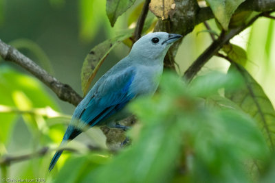 Blue-gray Tanager